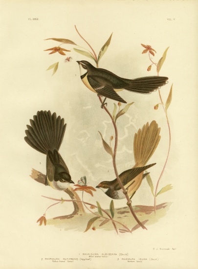 White-Shafted Fantail Or Grey Fantail od Gracius Broinowski