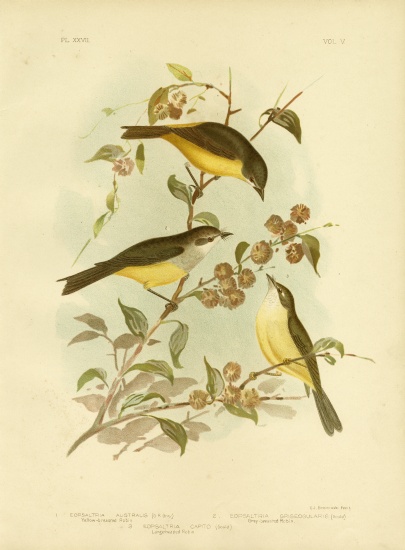 Yellow-Breasted Robin Or Eastern Yellow Robin od Gracius Broinowski