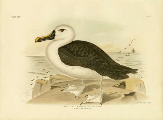 Yellow-Nosed Albatross od Gracius Broinowski