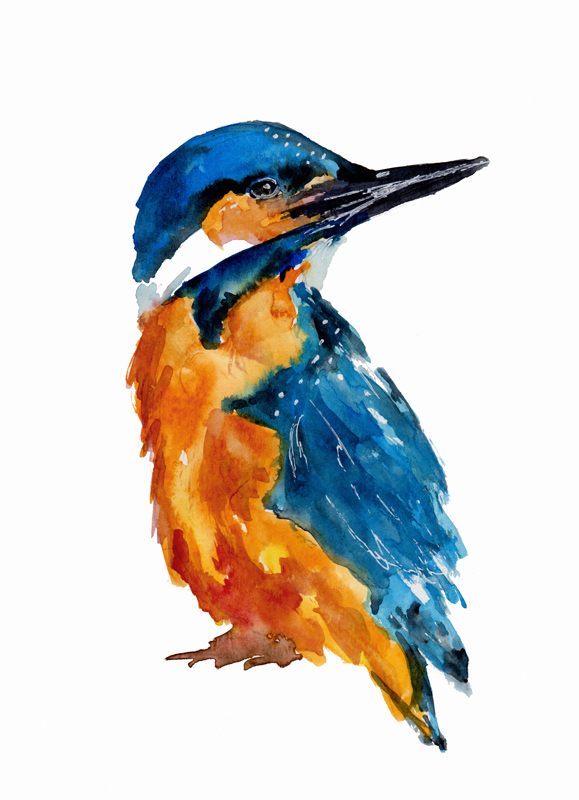 Little Kingfisher od Sebastian  Grafmann