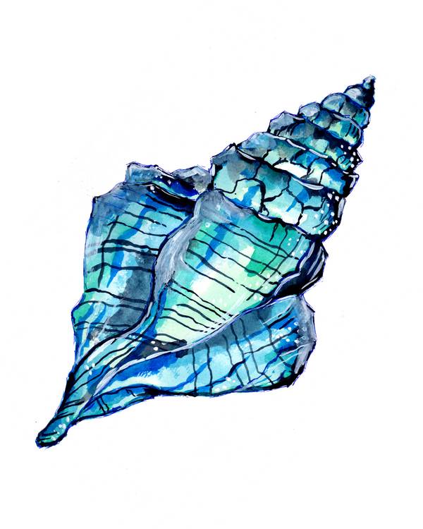 Blue Conch Seashell od Sebastian  Grafmann
