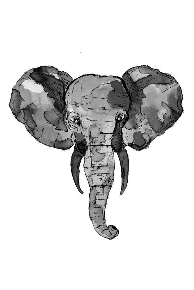 Grey African Elephant Head od Sebastian  Grafmann