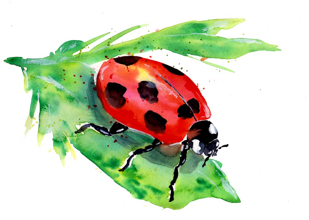 Ladybug On A Green Leaf od Sebastian  Grafmann