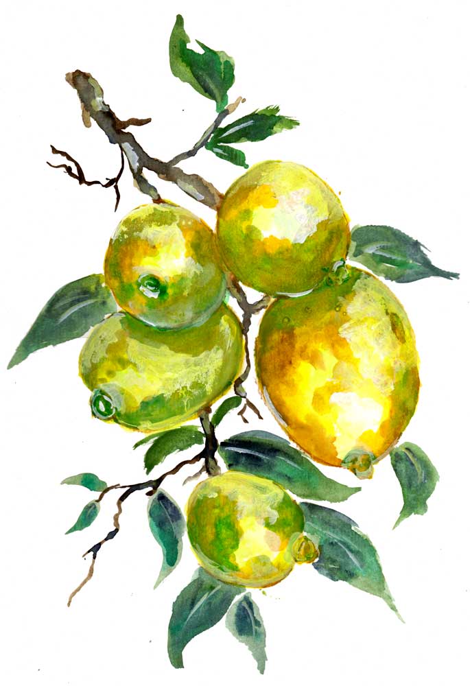 Lemon Fruits On A Tree Branch od Sebastian  Grafmann