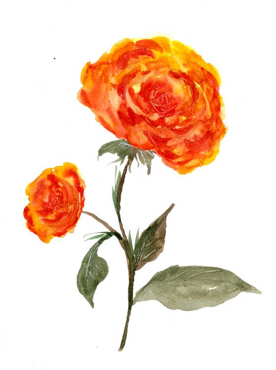 Orange Rosen od Sebastian  Grafmann