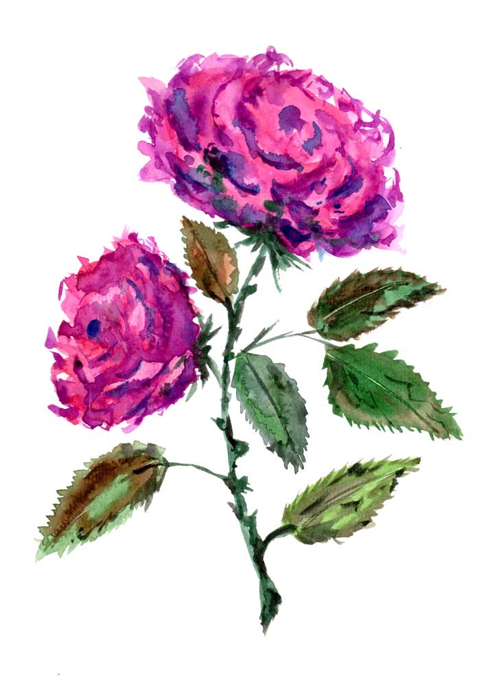 Purple Roses od Sebastian  Grafmann