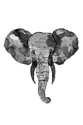 Grey African Elephant Head
