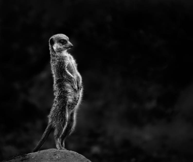 The meerkat od Greetje Van Son