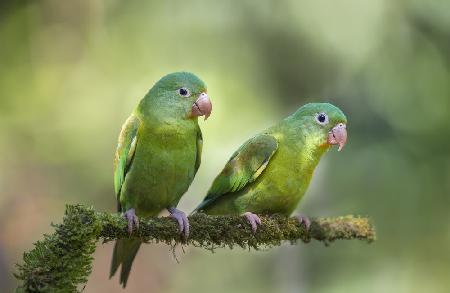 Pair o Parakeets