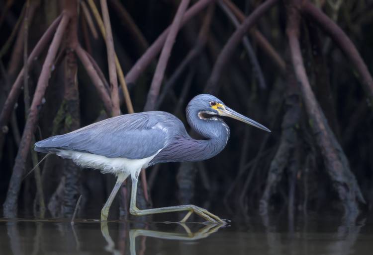 Stalking in the Mangroves od Greg Barsh