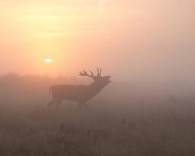 Misty Morning Stag