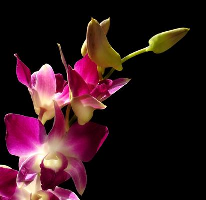 Orchidee od Grzegorz Agnieszka Sowik