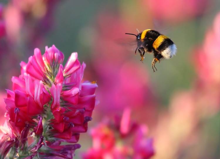 Bumble Bee od Guido Frazzini