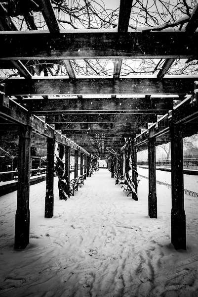 Central Park Winter od Guilherme Pontes