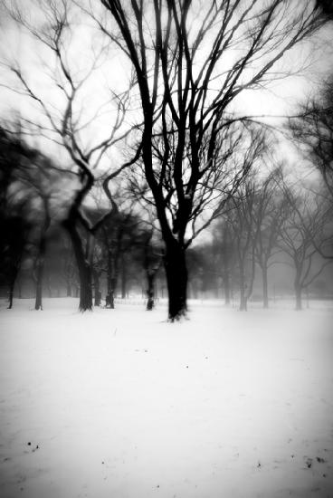 Dark Central Park Tree