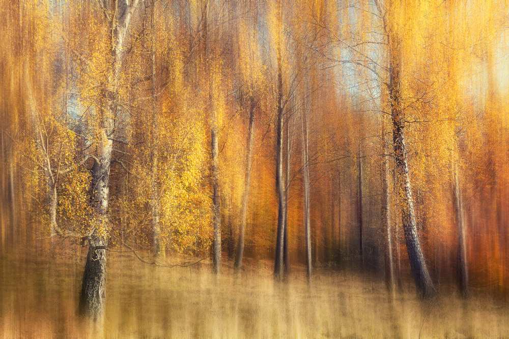 Autumn Birches od Gustav Davidsson