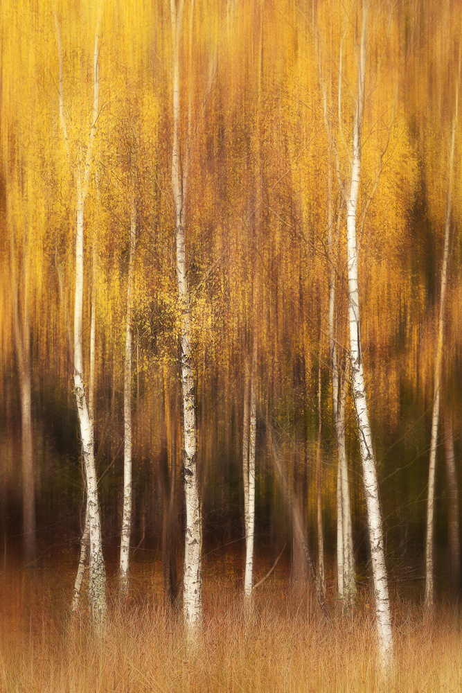 Autumn od Gustav Davidsson