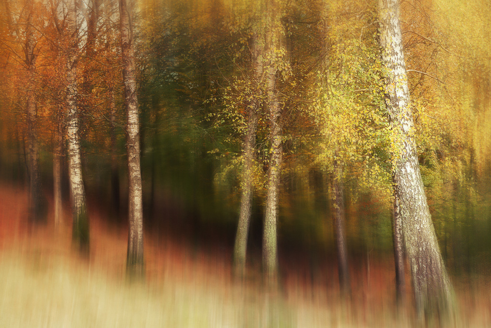 Autumn Colors od Gustav Davidsson