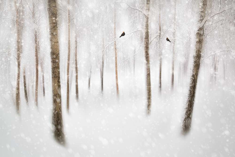 Winter Birches od Gustav Davidsson