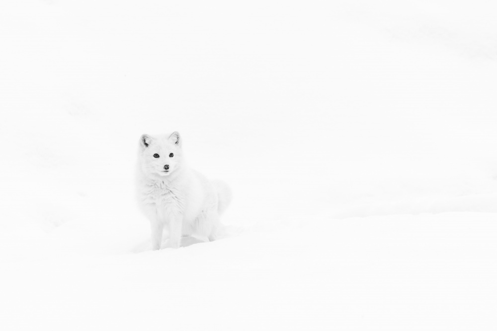 Arctic Solitude od Gustavo Costa