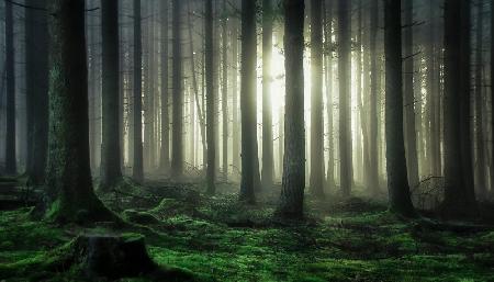 mystic forest