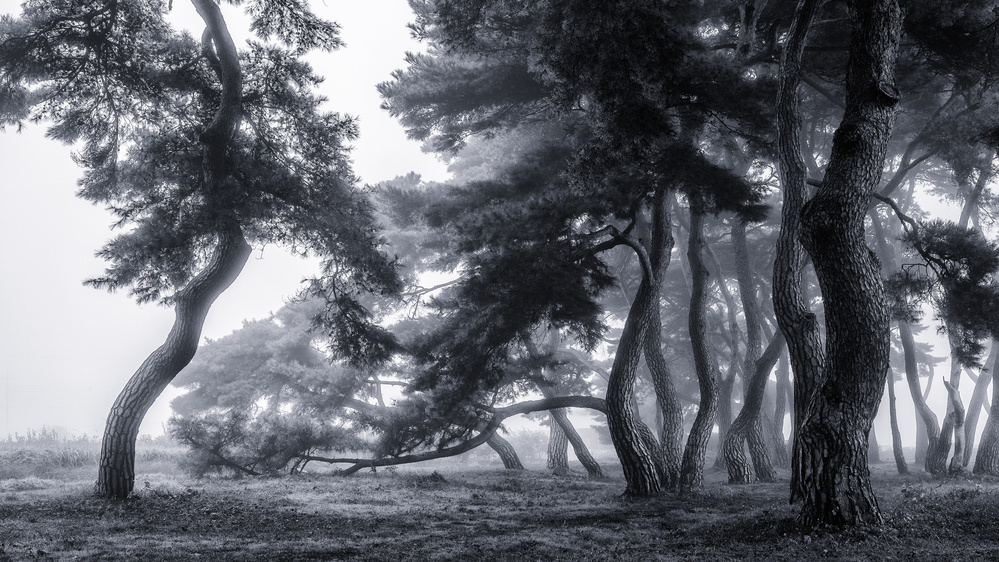 Pine trees dancing in the fog od Gwangseop eom