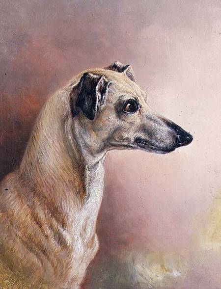 Head of a Greyhound (panel) od H. Morley Park