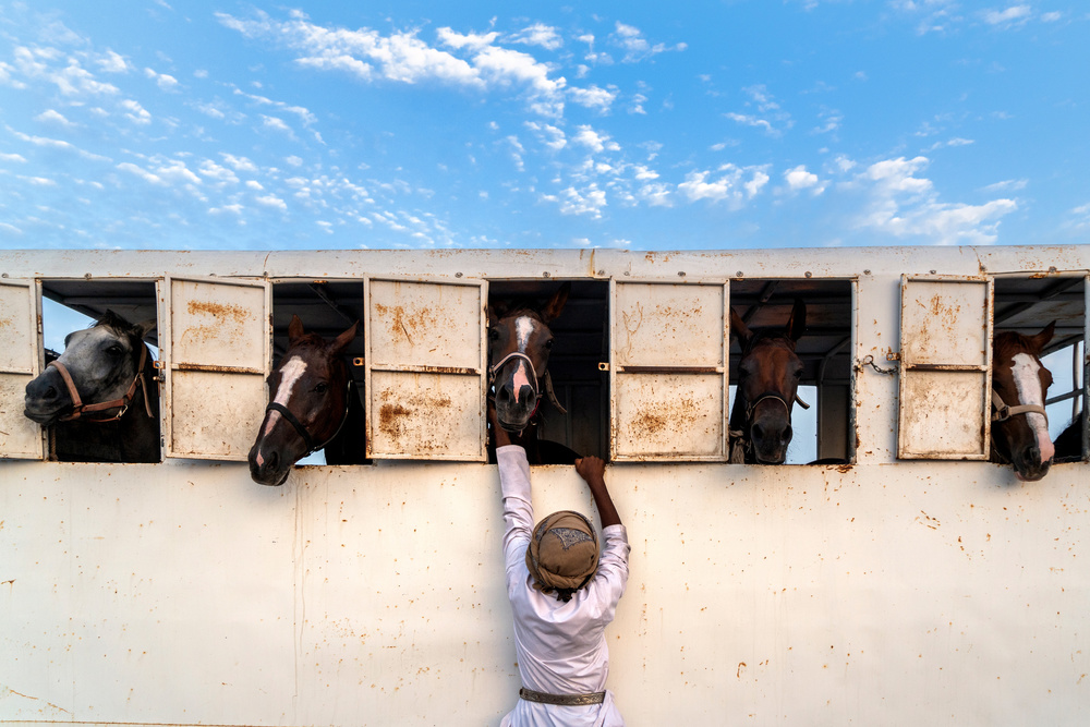 Horses od Haitham AL Farsi
