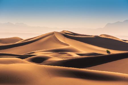 Caracal Desert
