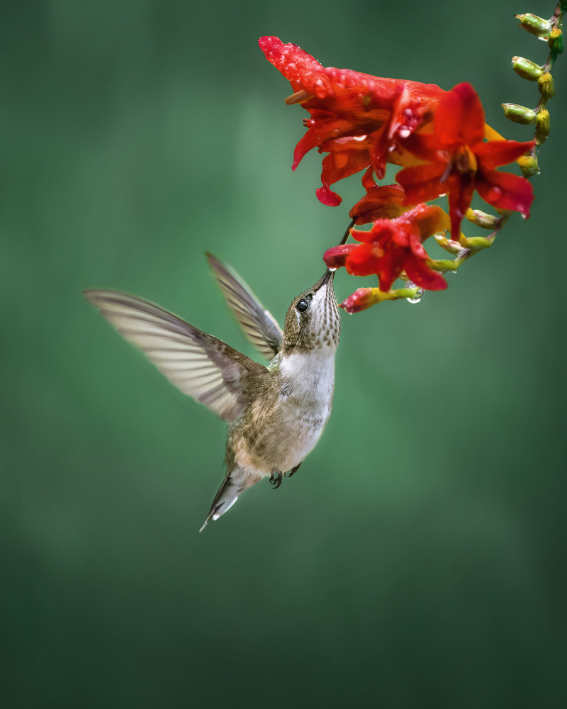 Hummingbird od Hannah Zhang