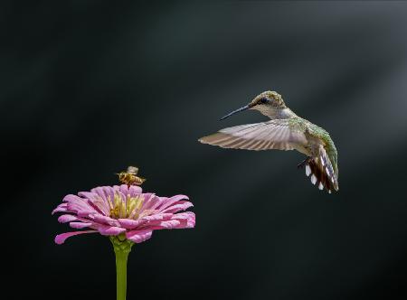 Hummingbird, bee, and flower (II)