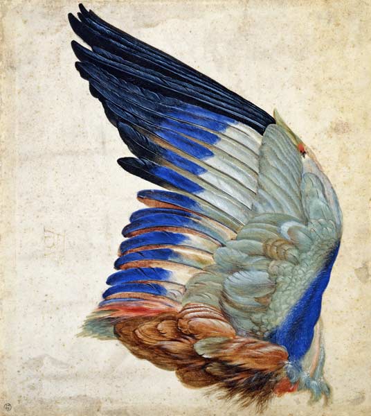 Wing of a Blue Roller od Hans Hoffmann