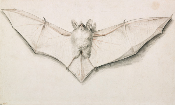 Fledermaus mit ausgespannten Flügeln od Hans Holbein d.J.