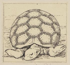 Drawing for the Primer: Tortoise