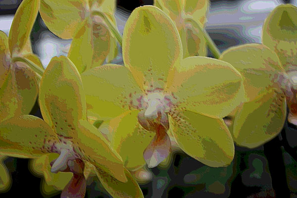 Orchidee 0044 od Harald Albrecht