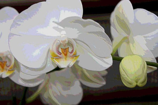 Orchidee 0047 od Harald Albrecht
