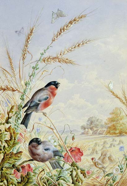 Bullfinches in a harvest field od Harry Bright
