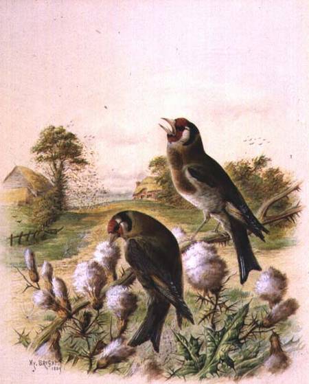 Goldfinches on thistles od Harry Bright