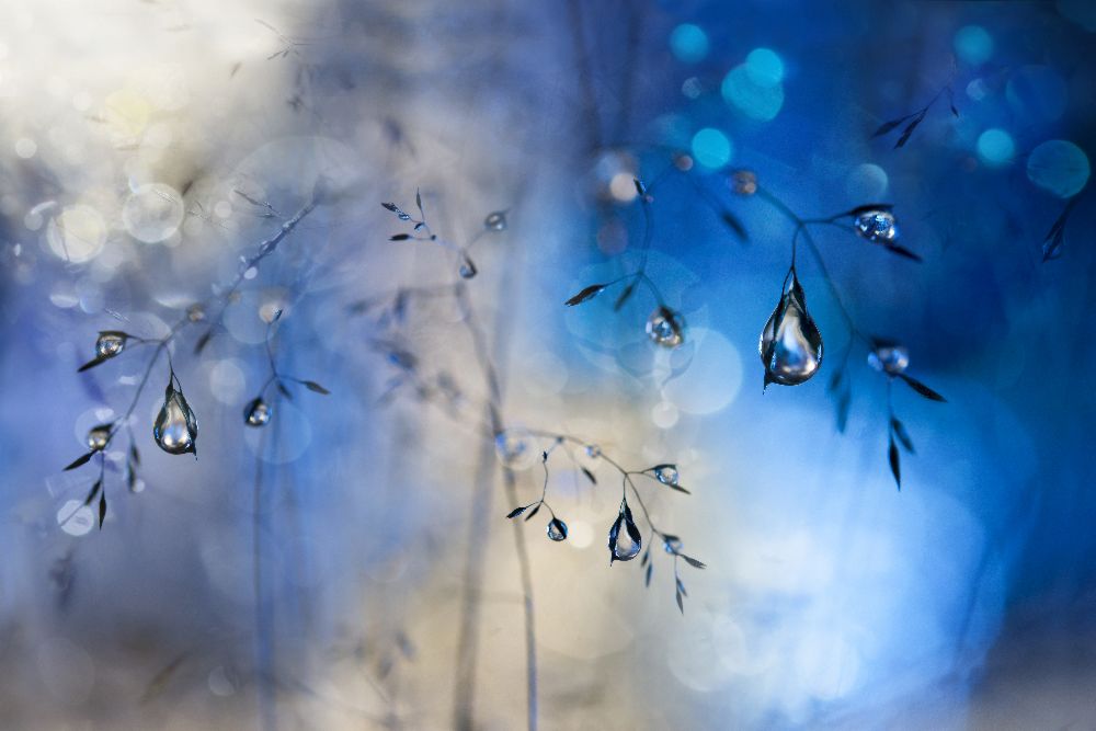 Blue rain od Heidi Westum