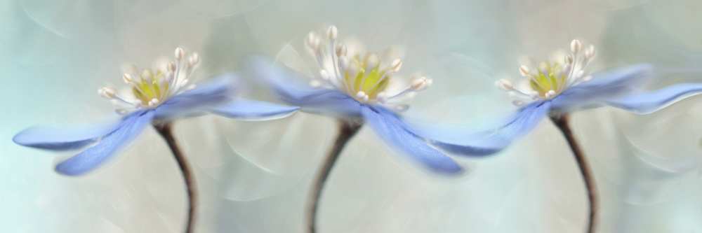 Dancing anemones od Heidi Westum