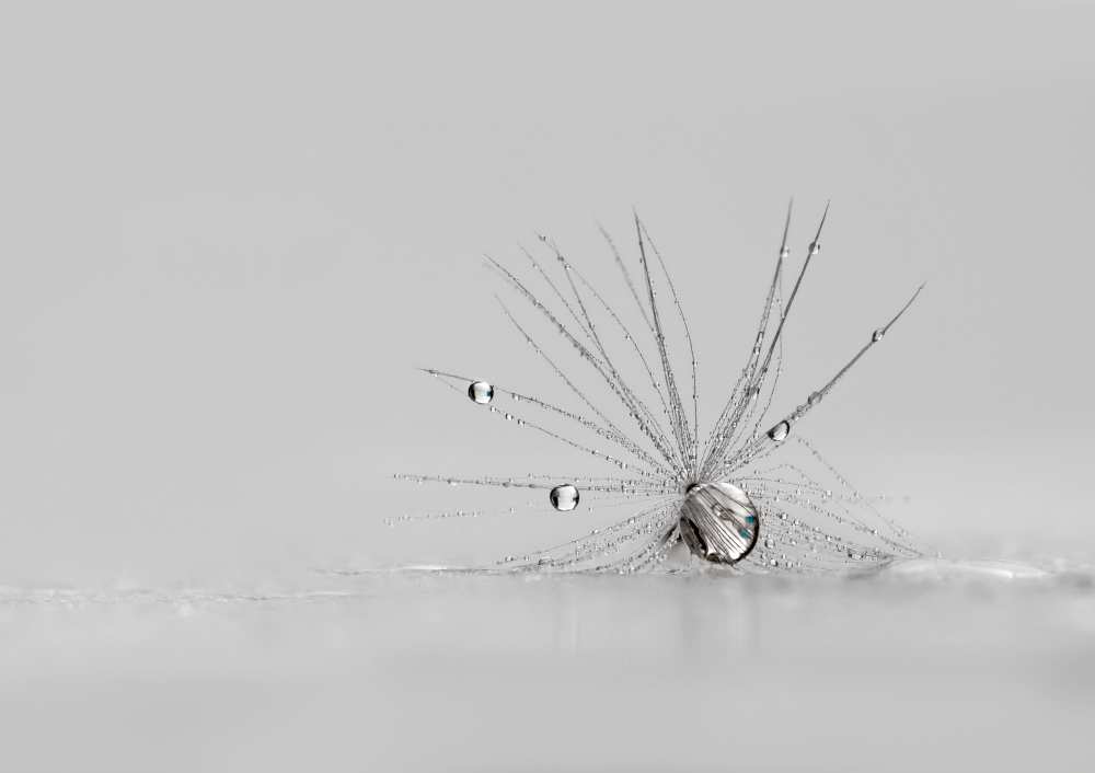 My Silver Spider od Heidi Westum