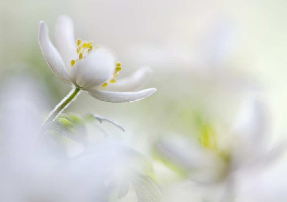 White Spring od Heidi Westum