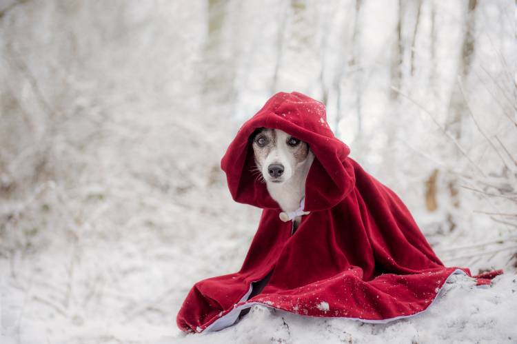 Little Red Riding Hood in Winter od Heike Willers