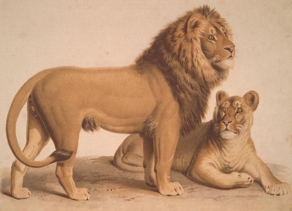 The Lion / Felis Leo od Heinrich Leutemann