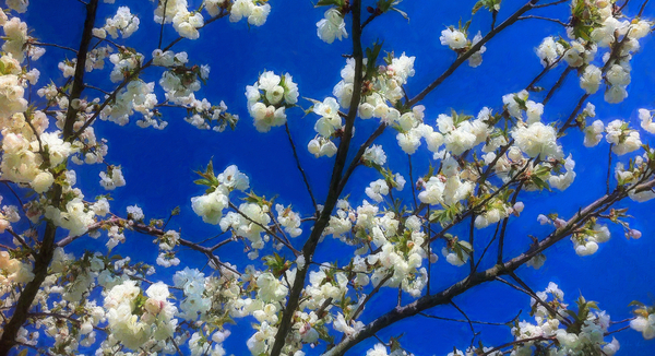 Blossom on Blue od Helen White
