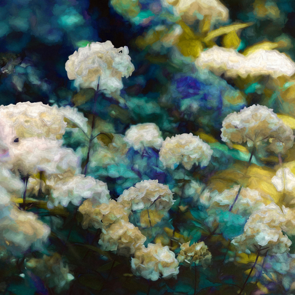 Heavenly Hydrangeas od Helen White