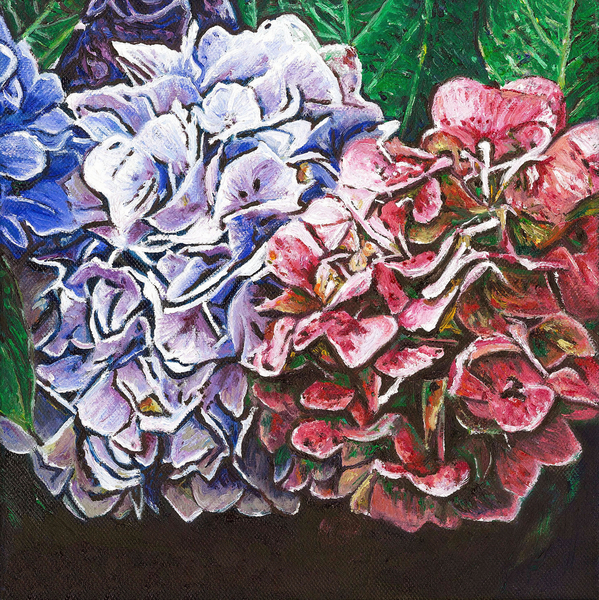 Hydrangeas od Helen White