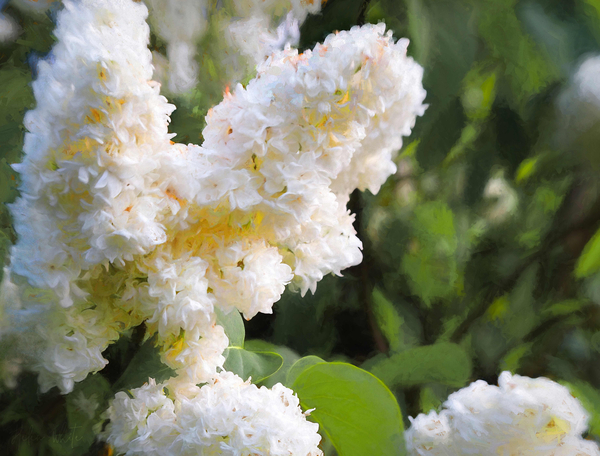 Pure White Lilac od Helen White