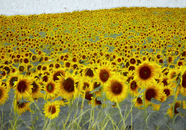 Sunflower field od Helen White