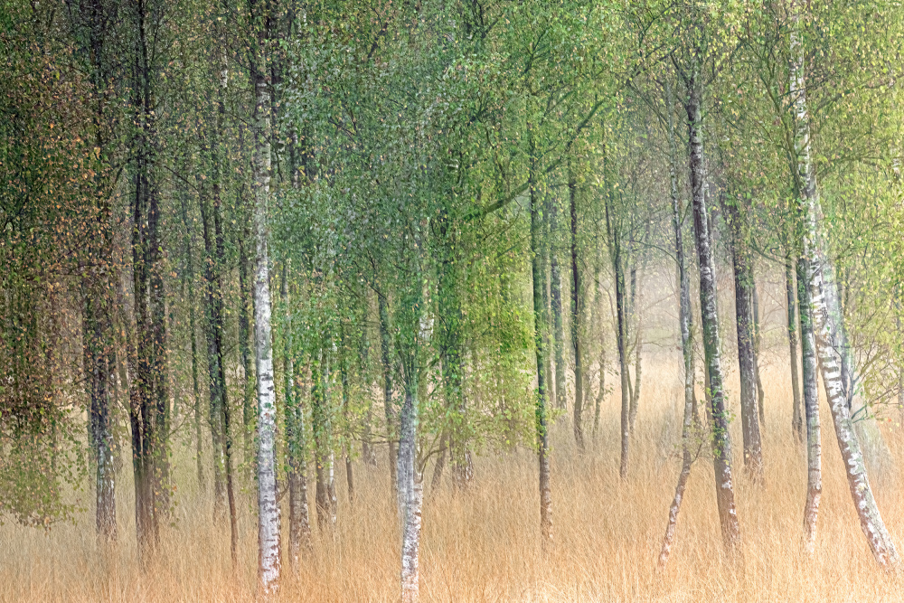 Waving trees od Henk Goossens